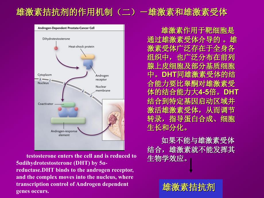 雄激素拮抗剂和前列腺癌_第4页