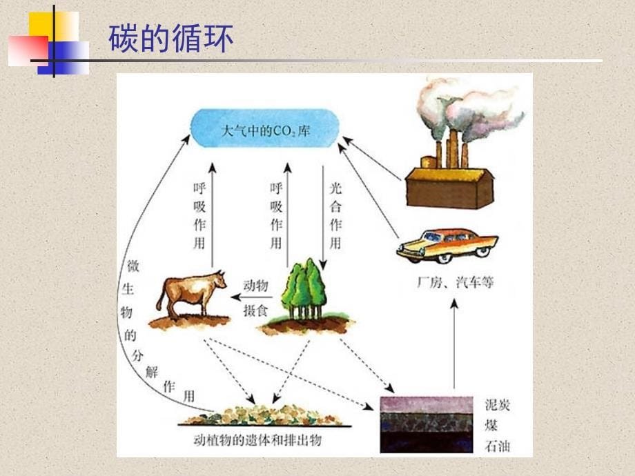 生态系统的物质循环２_第5页