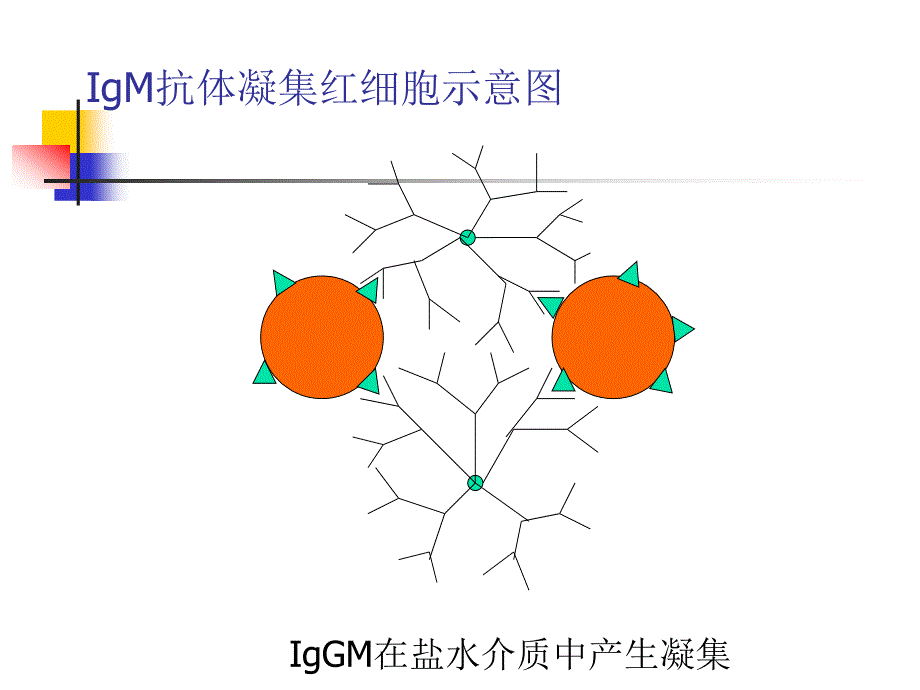 血型鉴定方法_第4页