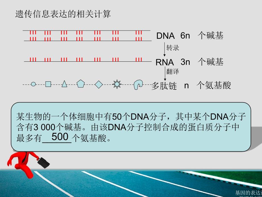 基因的表达计算课件_第2页