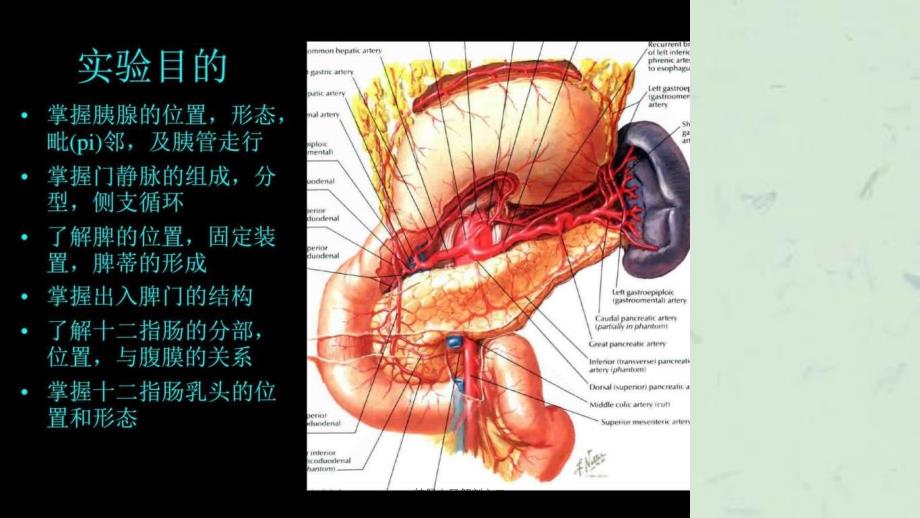 结肠上区解剖之二课件_第2页