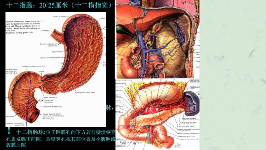 结肠上区解剖之二课件_第3页