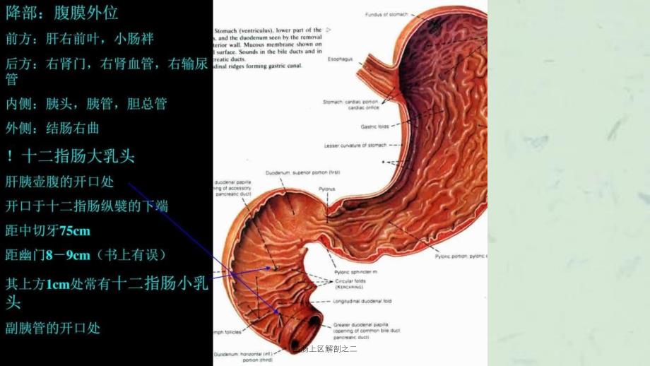 结肠上区解剖之二课件_第4页