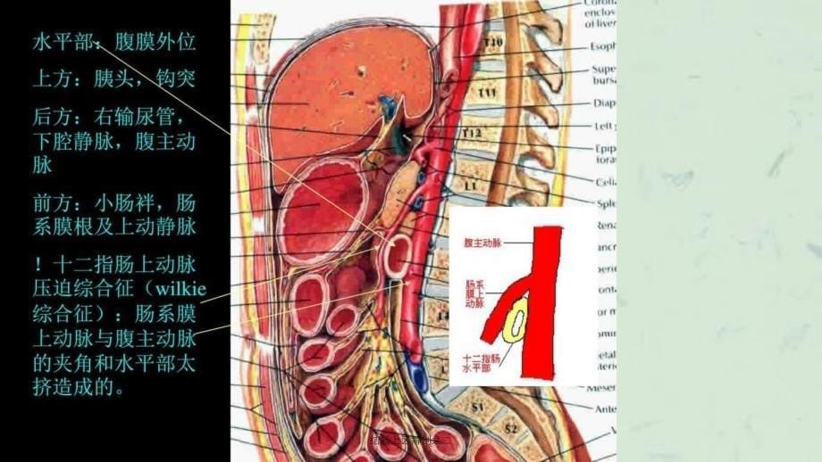 结肠上区解剖之二课件_第5页