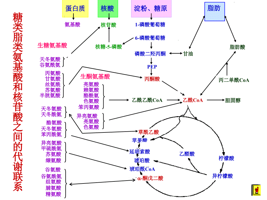 1012MetabolismRegulation2_第4页