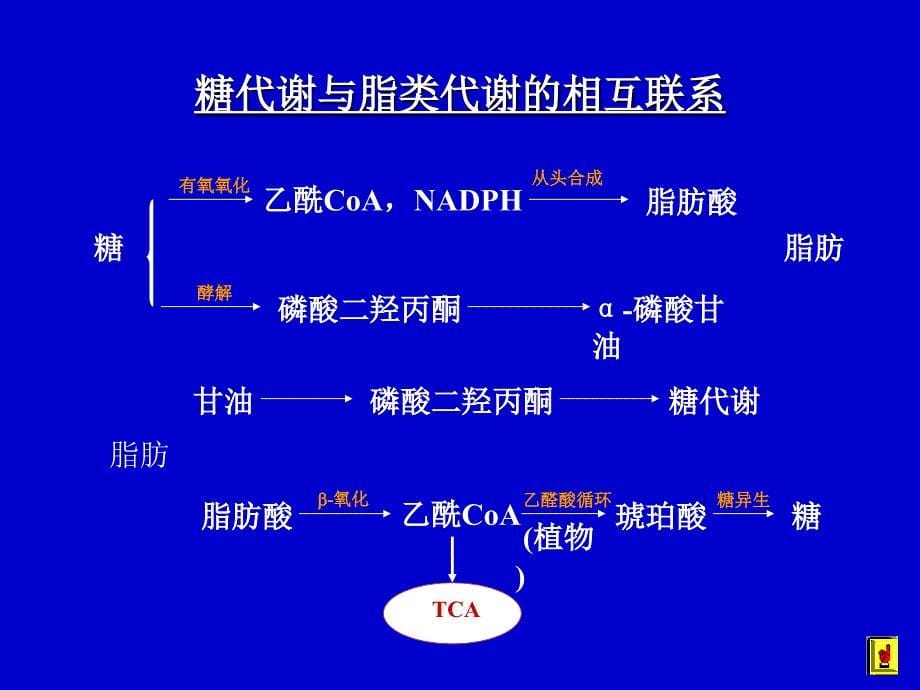 1012MetabolismRegulation2_第5页