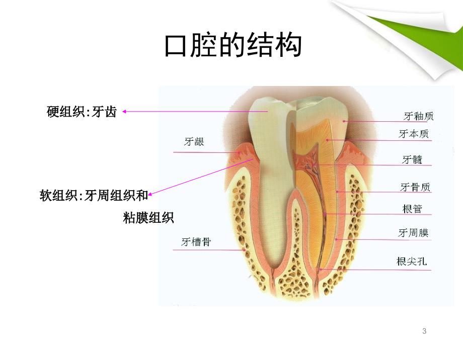 优质课件口腔健康基本知识_第3页