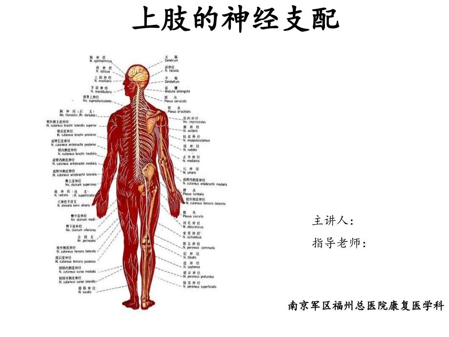 上肢神经的支配课件_第1页