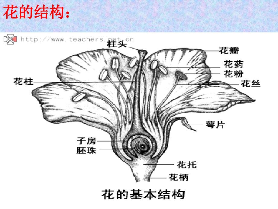 花的结构与类型_第3页