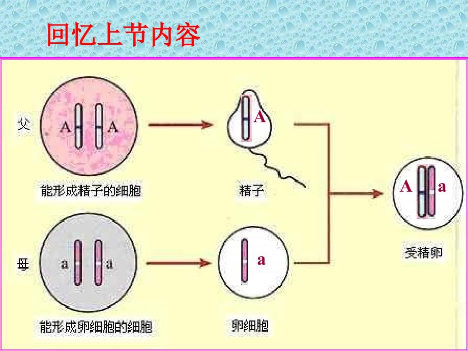 基因的显性和隐性ppt课件_第2页