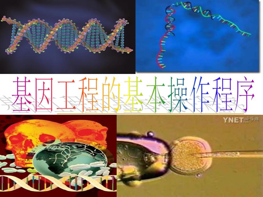 基因工程的基本操作程序教学课件_第1页