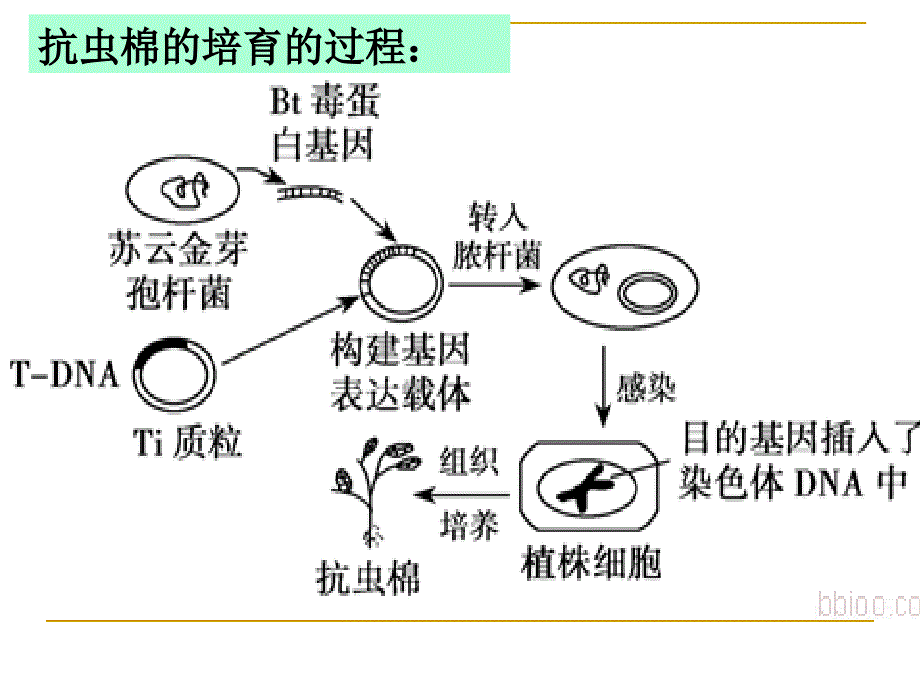 基因工程的基本操作程序教学课件_第2页