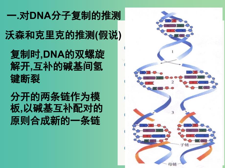 高中生物 3.3 DNA的复制（2）课件 新人教版必修2.ppt_第2页