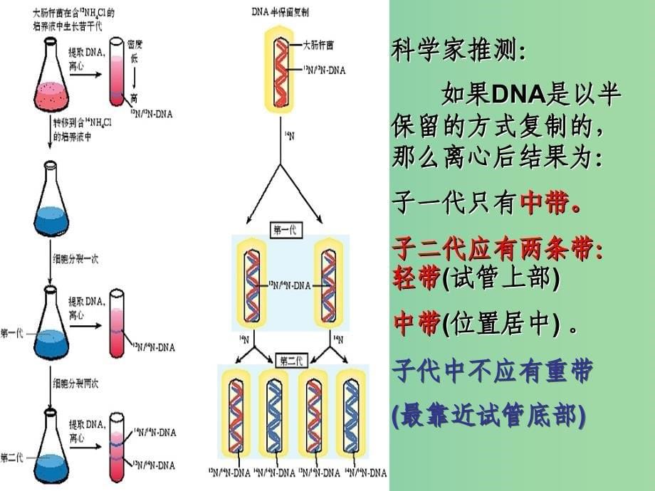 高中生物 3.3 DNA的复制（2）课件 新人教版必修2.ppt_第5页