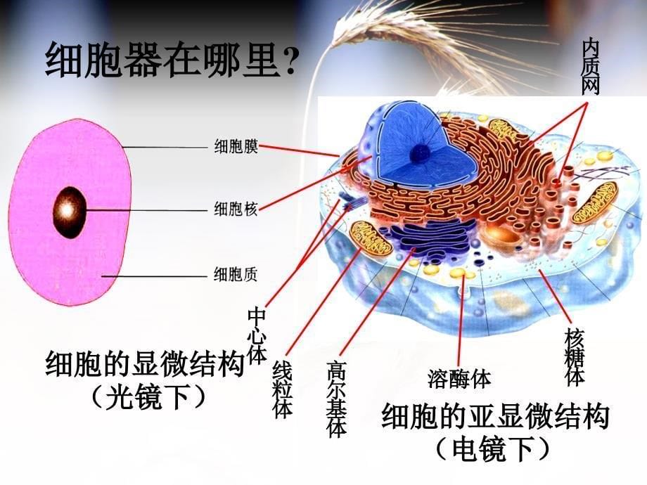 生物第二节细胞器系统内的分工合作_第5页