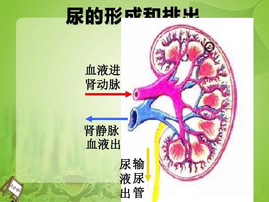 尿的形成和排出课件_第5页