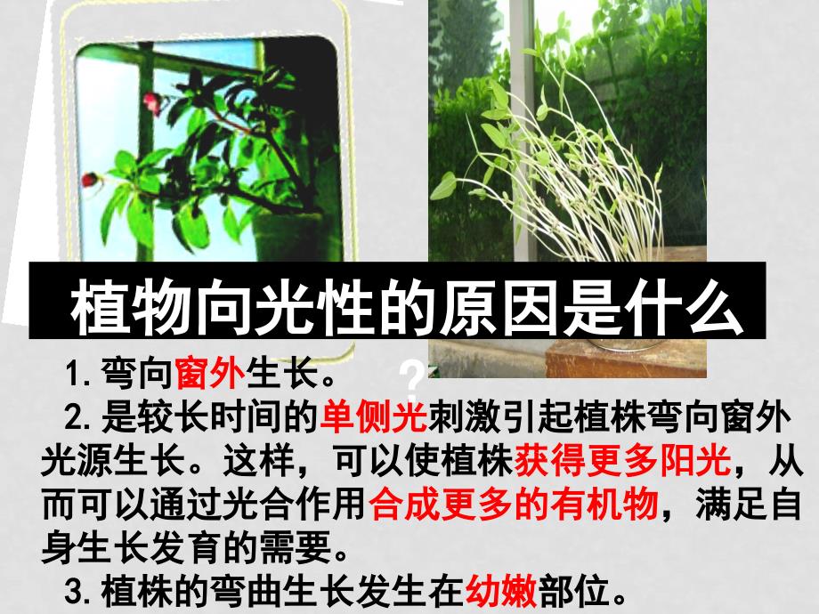 高中生物第三章第一节植物生长素的发现课件人教版必修三_第3页