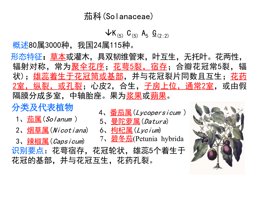 24茄科Solanaceae_第1页
