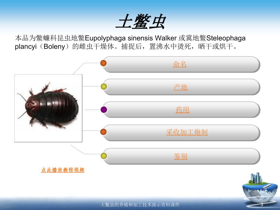 土鳖虫的养殖和加工技术演示资料课件_第3页