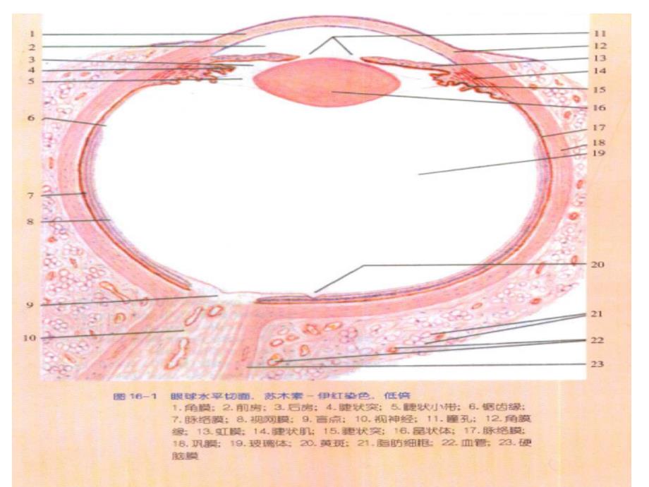 chap12 眼的发育_第2页