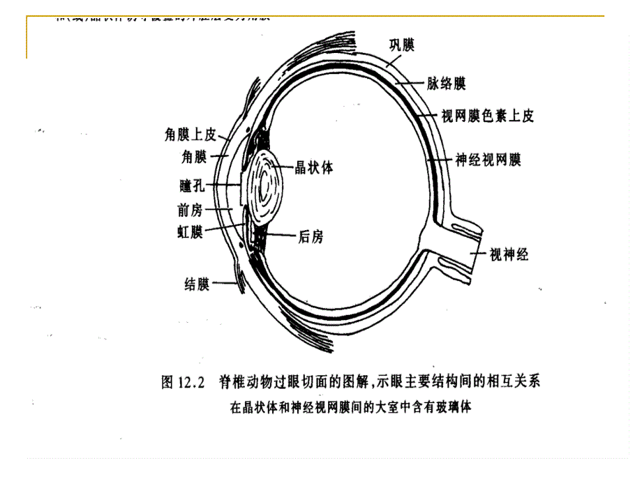 chap12 眼的发育_第3页