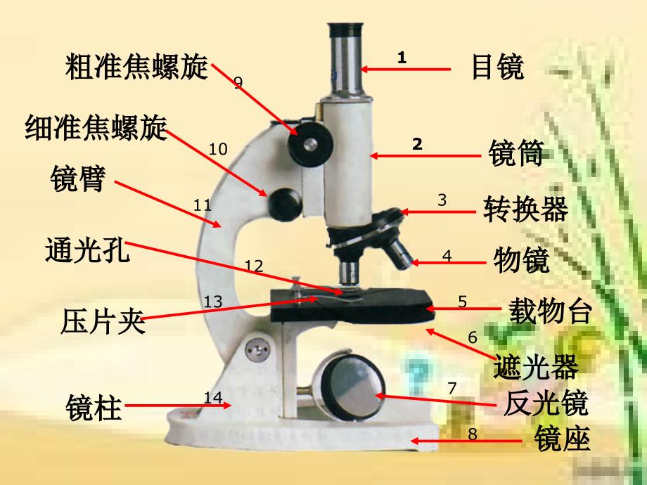 显微镜结构图及使用方法_第2页