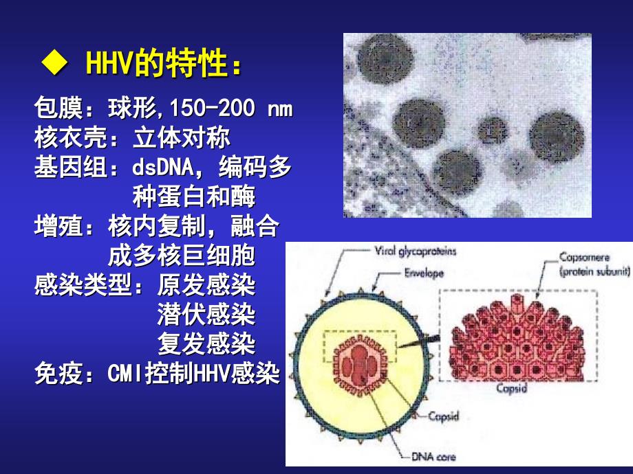 人疱疹病毒HumanherpesvirusesHHV_第2页