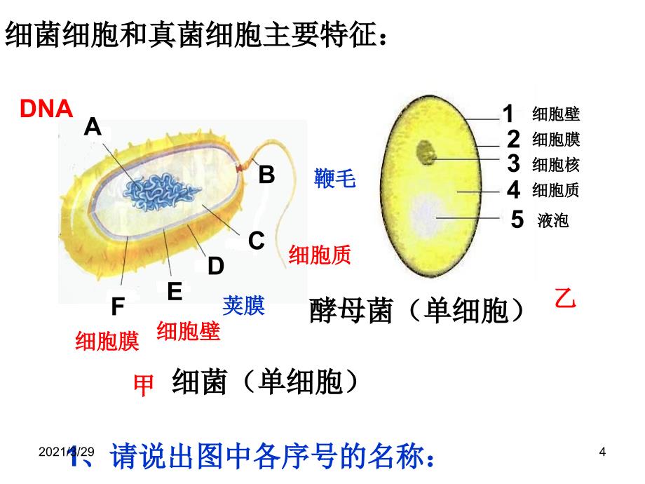 细菌和真菌.PPT_第4页