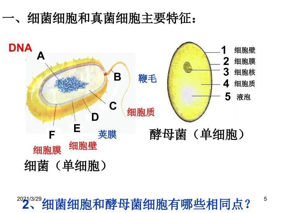 细菌和真菌.PPT_第5页