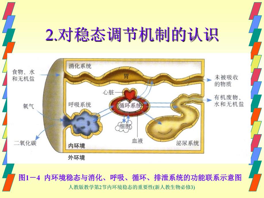 人教版教学第2节内环境稳态的重要性新人教生物必修3课件_第4页