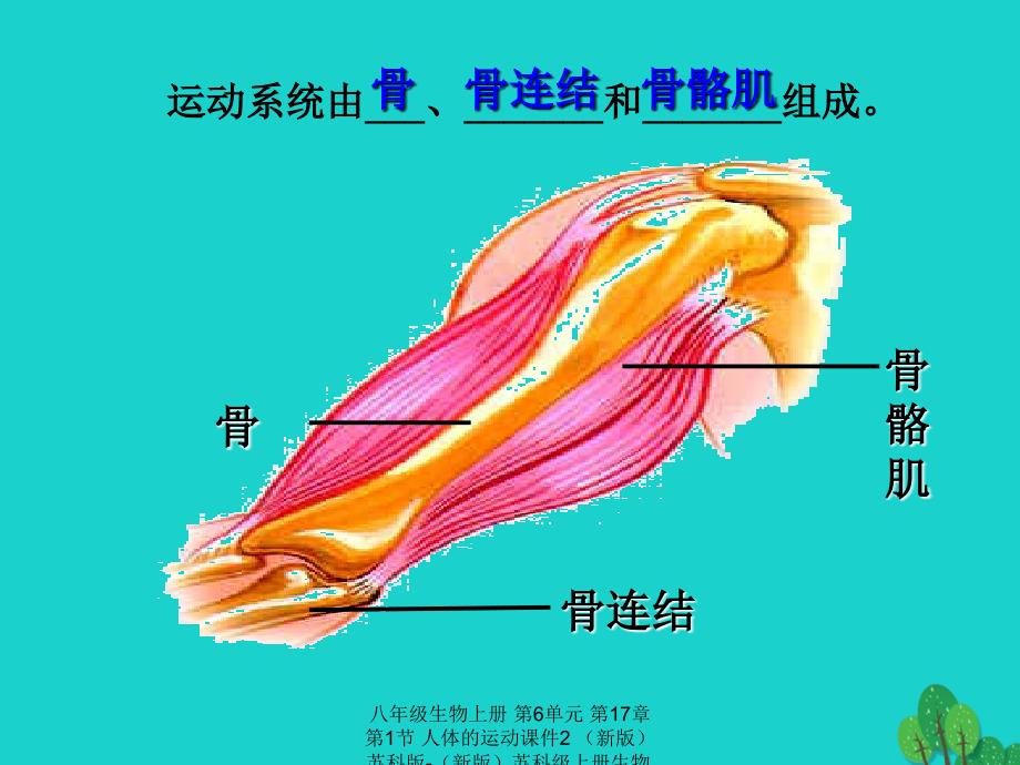 最新八年级生物上册第6单元第17章第1节人体的运动2_第2页