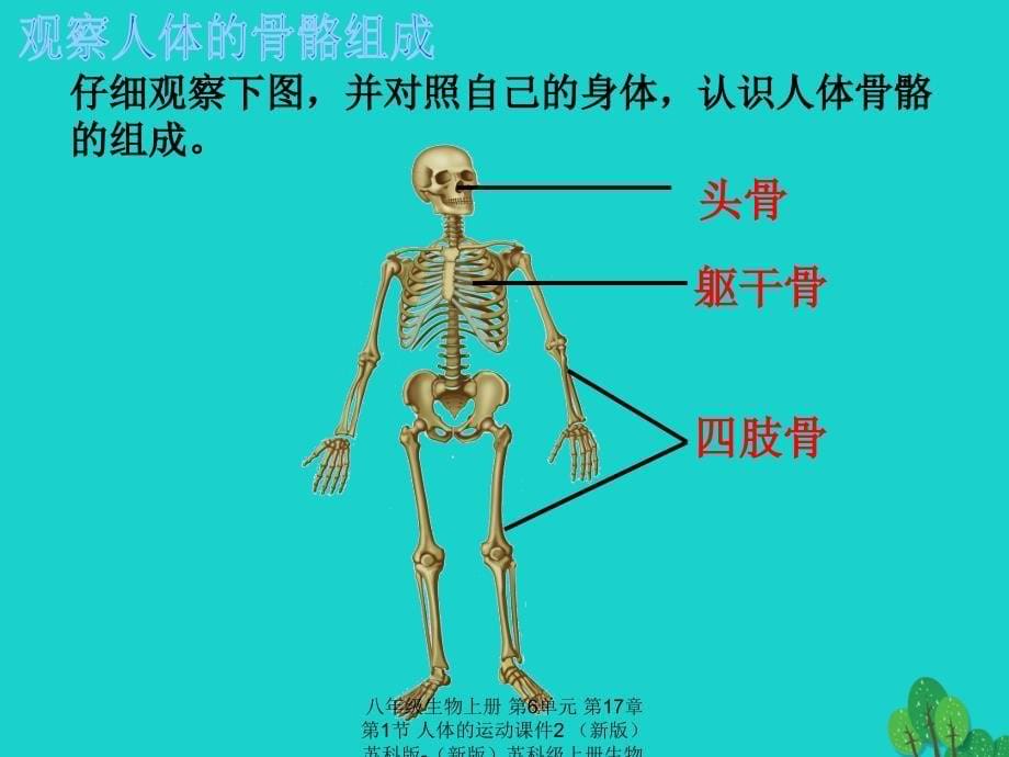 最新八年级生物上册第6单元第17章第1节人体的运动2_第5页