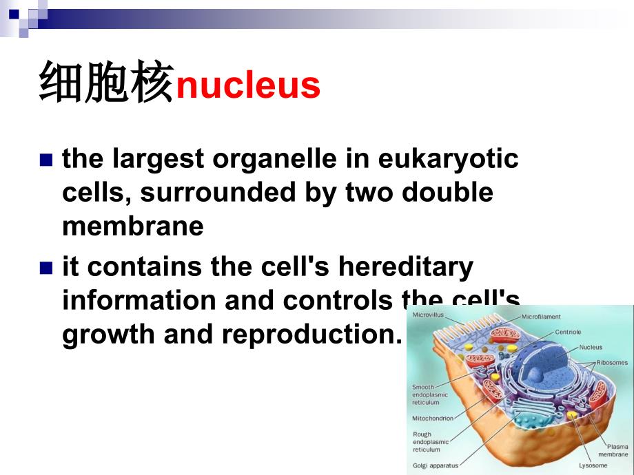 医学细胞与遗传学：4细胞基本结构_第2页