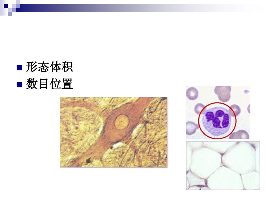 医学细胞与遗传学：4细胞基本结构_第3页