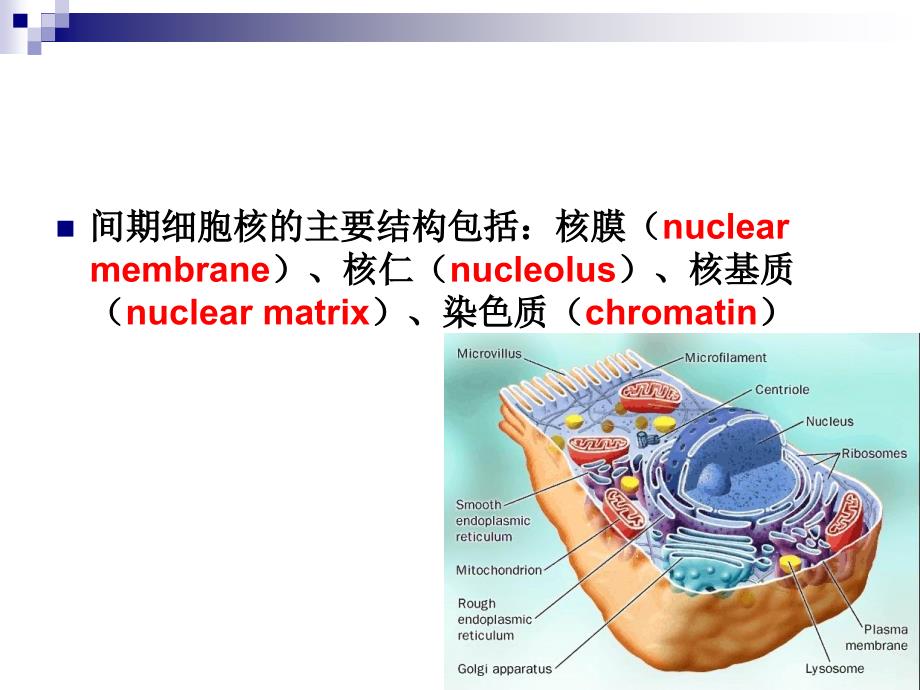 医学细胞与遗传学：4细胞基本结构_第4页