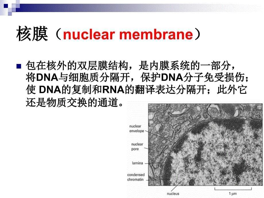 医学细胞与遗传学：4细胞基本结构_第5页