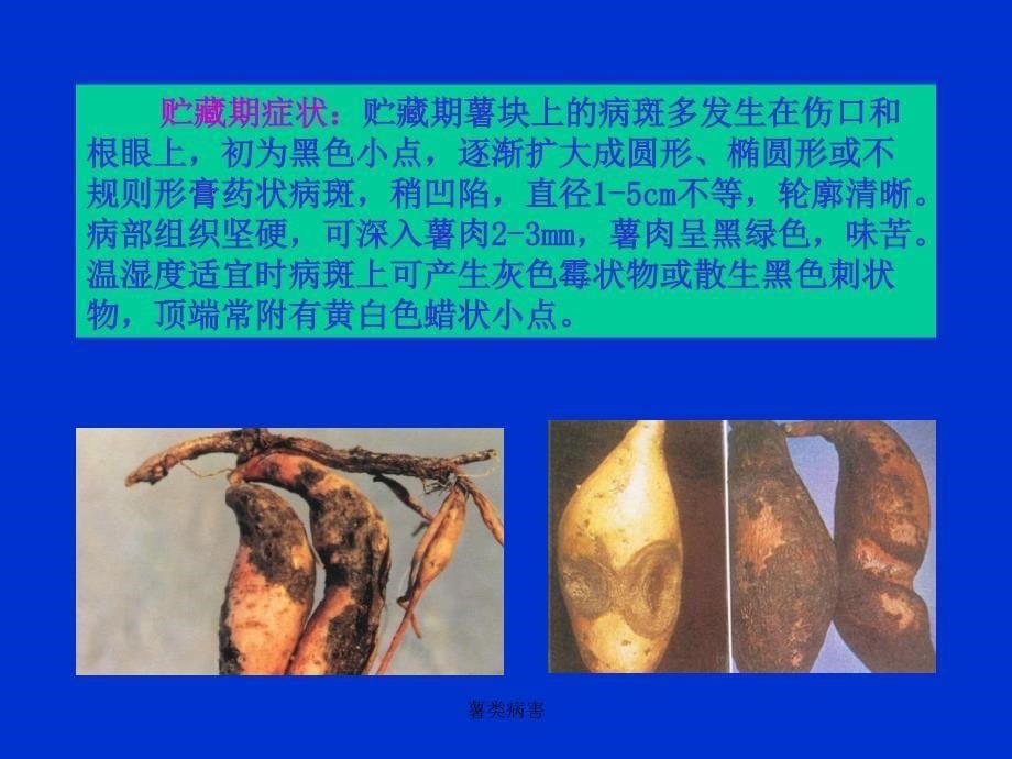 薯类病害课件_第5页