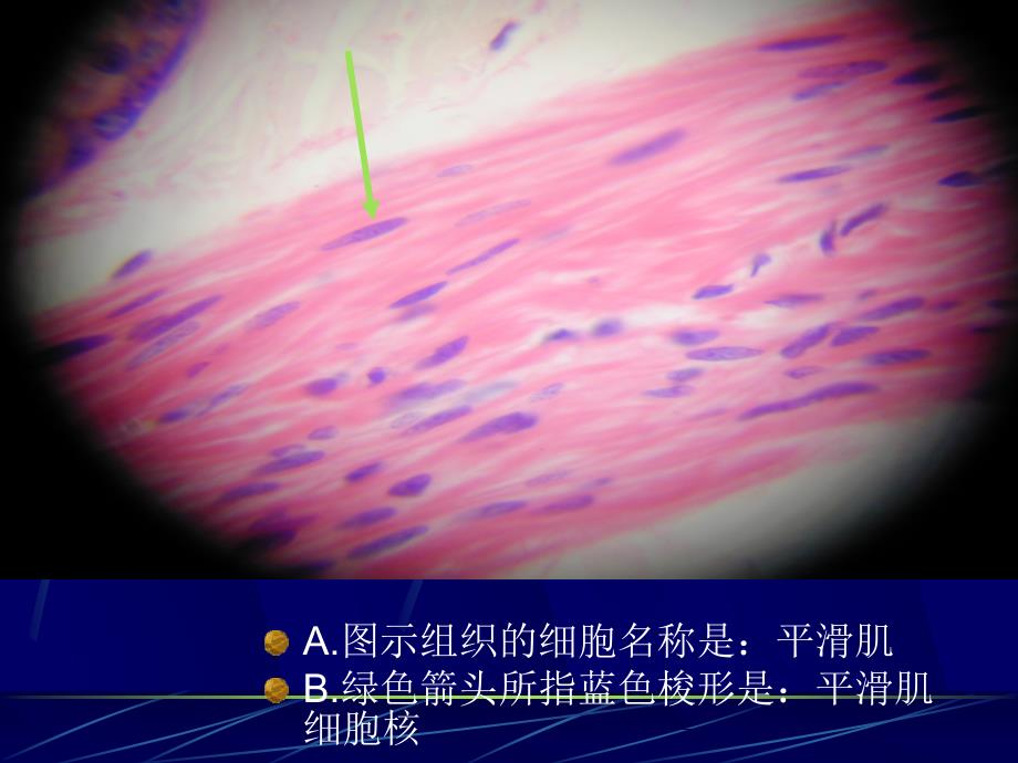 《组织学与胚胎学》实验考：切片考试36学时-05zjm_第4页