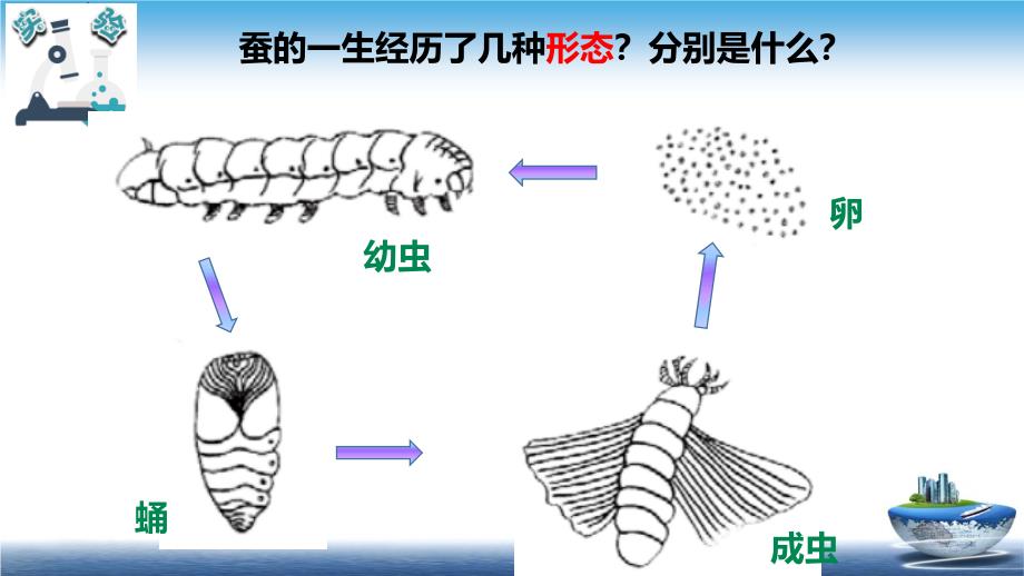 2020新教材教科版三年级下册科学：2.6蚕的一生ppt教学课件_第2页