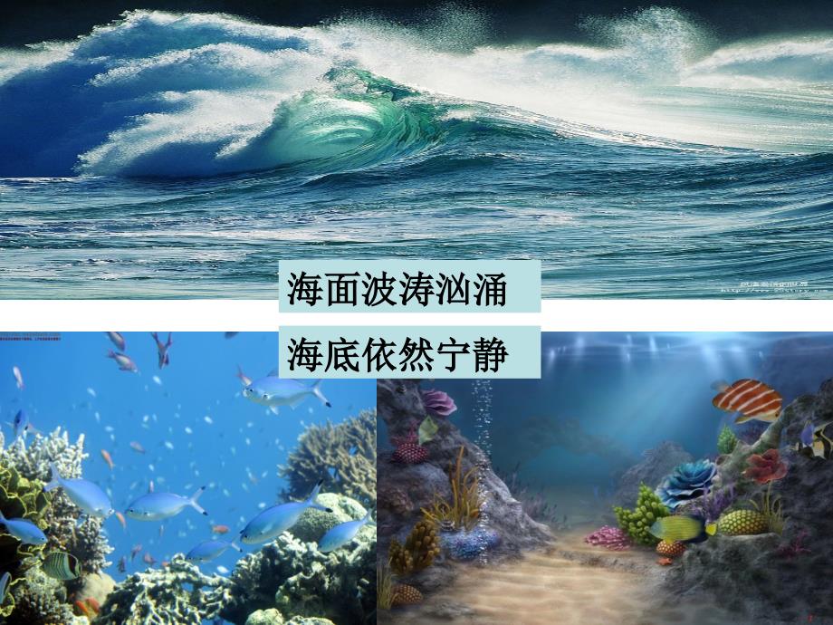 《海底世界》配套课件_第4页