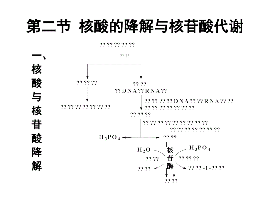 生物化学核苷酸代谢_第3页