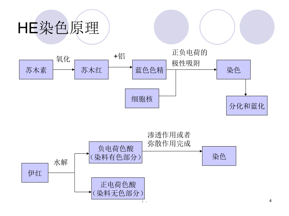 HE染色ppt课件_第4页