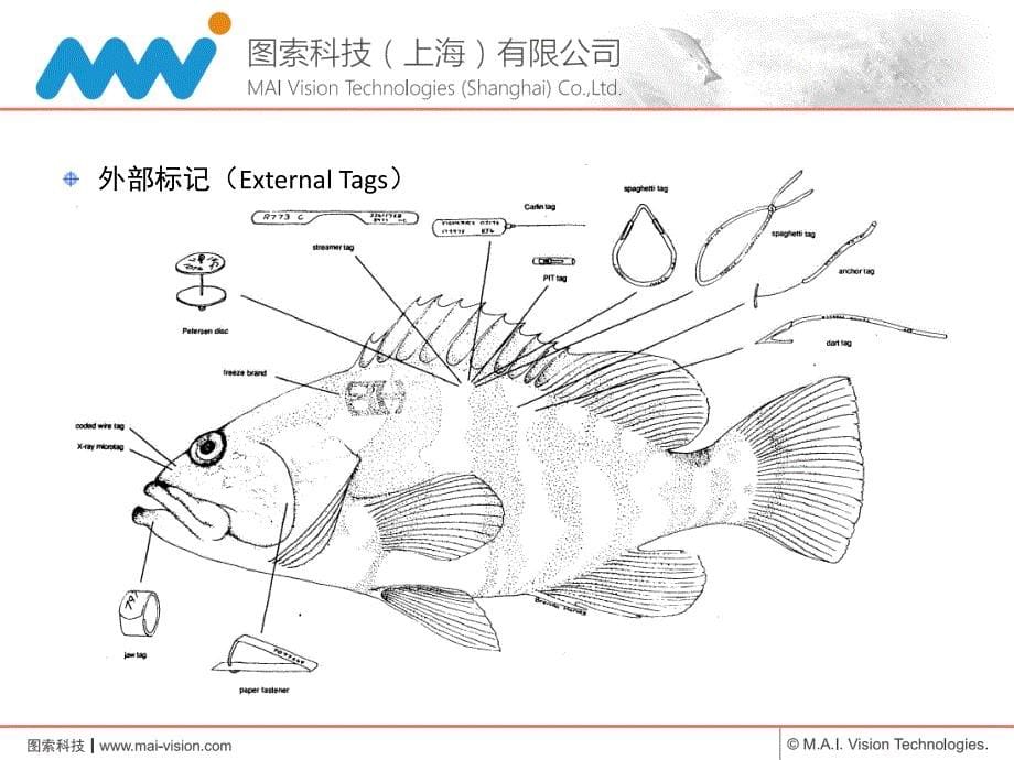 鱼类标记鱼类标签_第5页