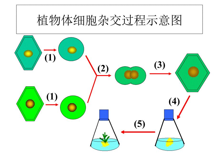 优质课动物细胞融合与单克隆抗体用_第3页