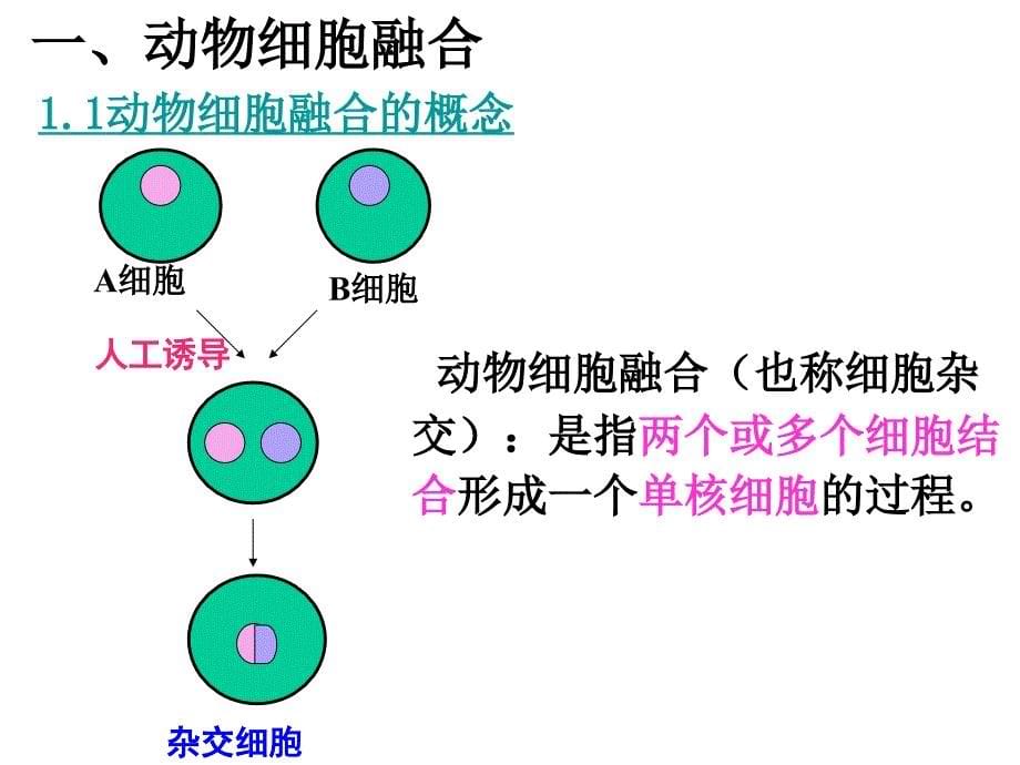 优质课动物细胞融合与单克隆抗体用_第5页