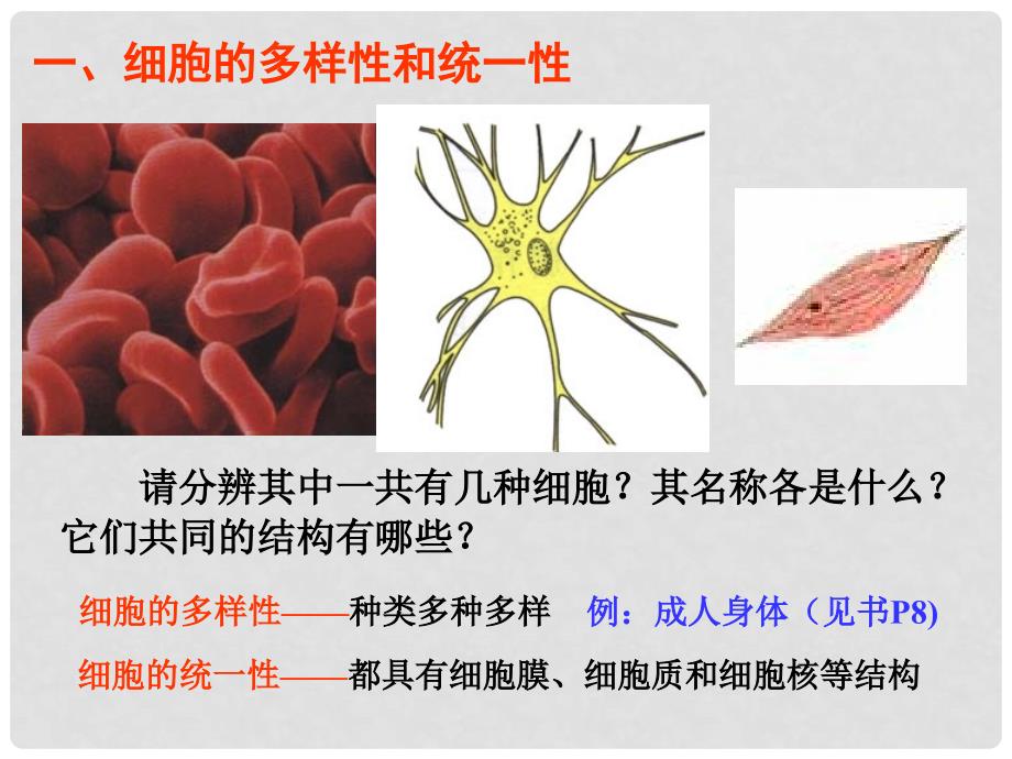 湖南省长沙市高中生物 1.2 细胞的多样性和统一性课件（1）新人教版必修1_第2页