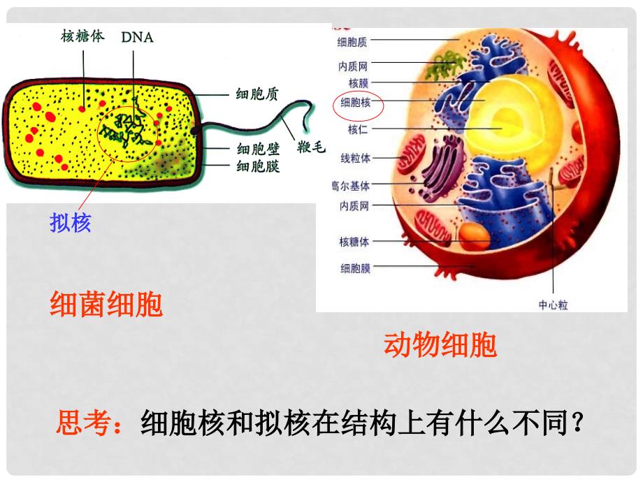 湖南省长沙市高中生物 1.2 细胞的多样性和统一性课件（1）新人教版必修1_第3页