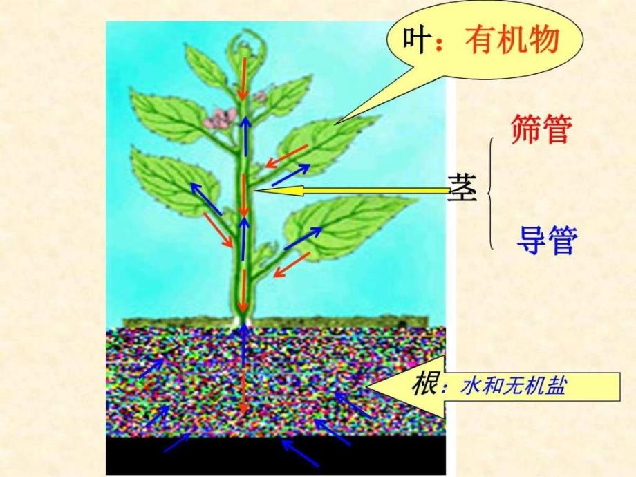 绿色植物通过光合作用制造有机物.ppt_第1页