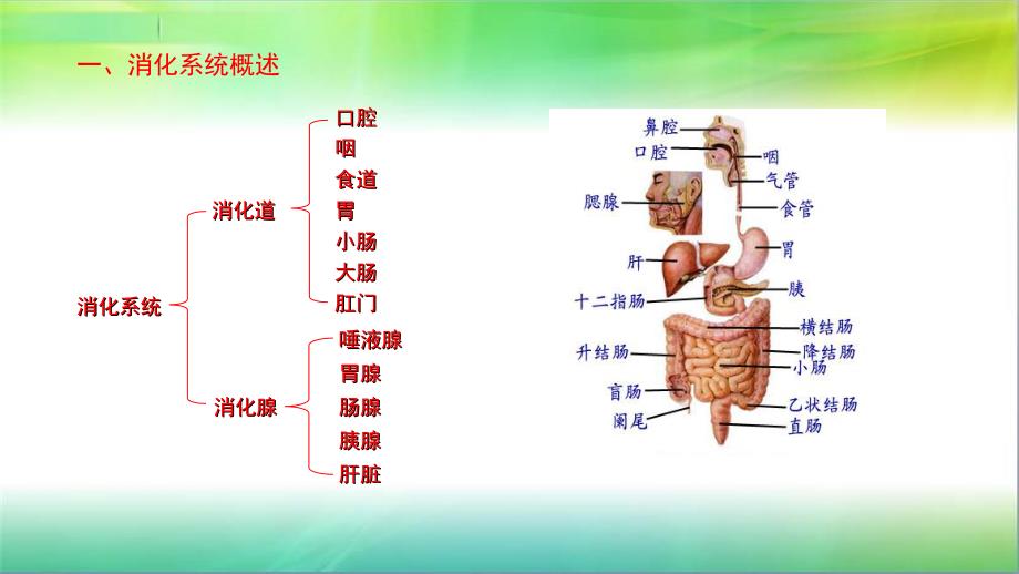 学前儿童卫生学第三节消化系统课件_第3页