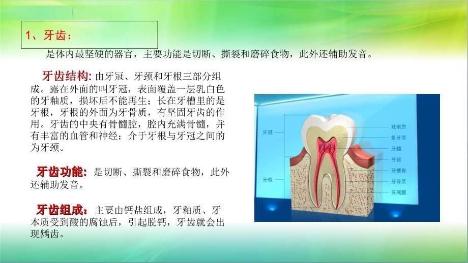 学前儿童卫生学第三节消化系统课件_第5页